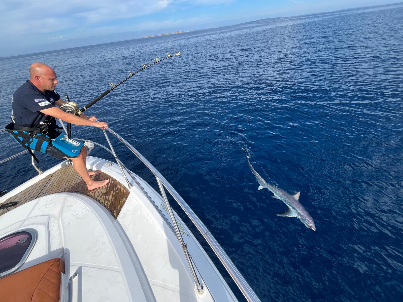 Blue shark boatside on heavy stand-up tackle aboard Pursuit